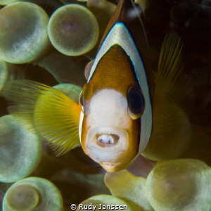 NEMO with parasite by Rudy Janssen 
